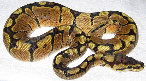 Woma Ball Python For Sale, Woma Ball Python For Sale Cheap, Woma Ball Python For Sale Near Me, Woma Ball Python For Sale Canada, Woma Ball Python For Sale Europe, Woma Ball Python For Sale Uk, Woma Ball Python For Sale Usa, Baby Woma Ball Python For Sale